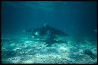 Bull shark near seafloor