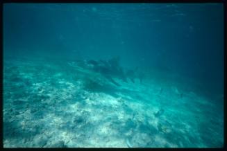 Lemon shark near seafloor