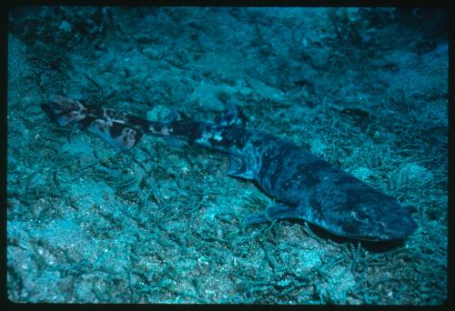 Swell shark on seafloor (Cephaloscyllium sp.)