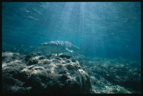 Lemon shark near seafloor