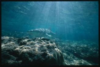 Lemon shark near seafloor