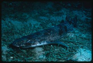 Swell shark at seafloor (Cephaloscyllium sp.)