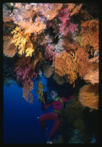 Valerie Taylor with camera amongst corals