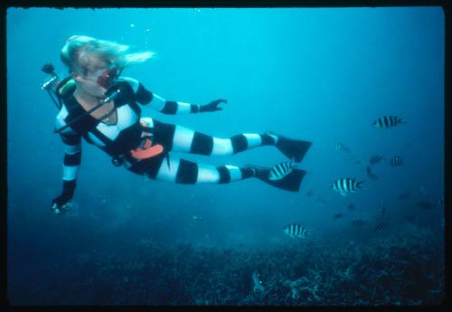 Valerie Taylor testing and disproving Walter Starck’s theory that mimicking a predator of sharks should deter them, by wearing a suit patterned like a banded sea snake.  