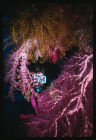 Valerie Taylor amongst pink corals