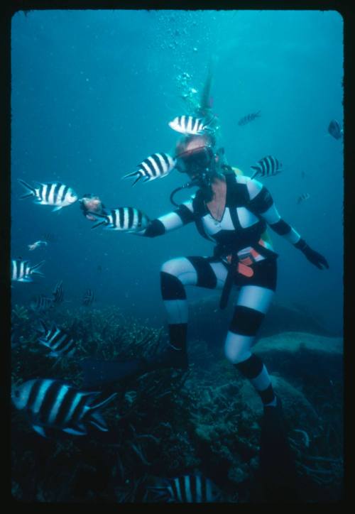 Valerie Taylor testing and disproving Walter Starck’s theory that mimicking a predator of sharks should deter them, by wearing a suit patterned like a banded sea snake.  