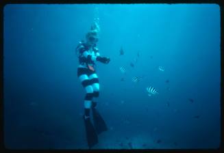 Valerie Taylor testing and disproving Walter Starck’s theory that mimicking a predator of sharks should deter them, by wearing a suit patterned like a banded sea snake.  