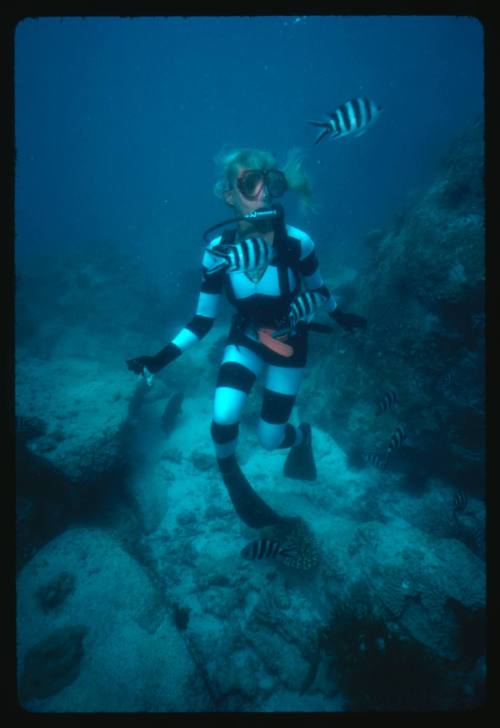 Valerie Taylor testing and disproving Walter Starck’s theory that mimicking a predator of sharks should deter them, by wearing a suit patterned like a banded sea snake.  