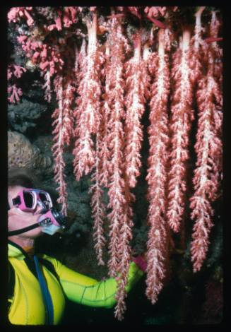 Valerie Taylor looking at corals