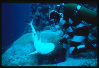 Valerie Taylor testing and disproving Walter Starck’s theory that mimicking a predator of sharks should deter them, by wearing a suit patterned like a banded sea snake.  