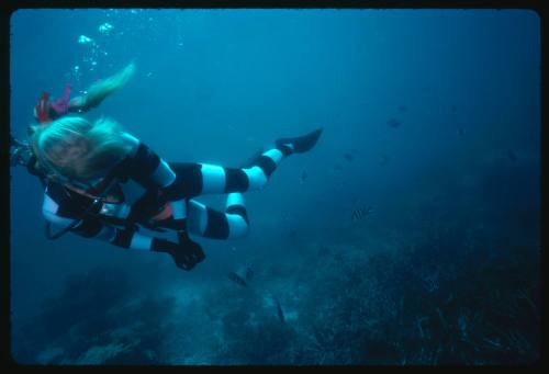 Valerie Taylor testing and disproving Walter Starck’s theory that mimicking a predator of sharks should deter them, by wearing a suit patterned like a banded sea snake.  