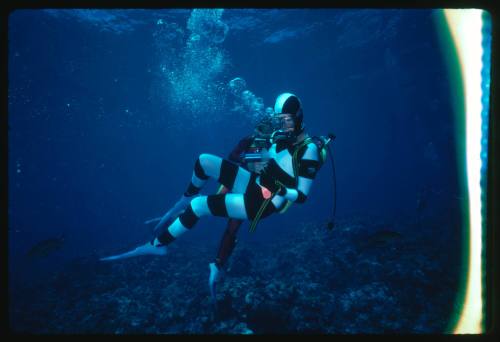 Valerie Taylor testing and disproving Walter Starck’s theory that mimicking a predator of sharks should deter them, by wearing a suit patterned like a banded sea snake.  