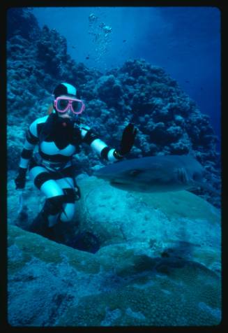 Valerie Taylor testing and disproving Walter Starck’s theory that mimicking a predator of sharks should deter them, by wearing a suit patterned like a banded sea snake.  