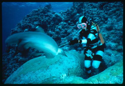 Valerie Taylor testing and disproving Walter Starck’s theory that mimicking a predator of sharks should deter them, by wearing a suit patterned like a banded sea snake.  