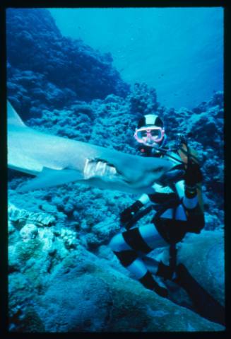 Valerie Taylor testing and disproving Walter Starck’s theory that mimicking a predator of sharks should deter them, by wearing a suit patterned like a banded sea snake.  