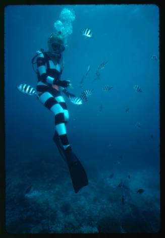 Valerie Taylor testing and disproving Walter Starck’s theory that mimicking a predator of sharks should deter them, by wearing a suit patterned like a banded sea snake.  