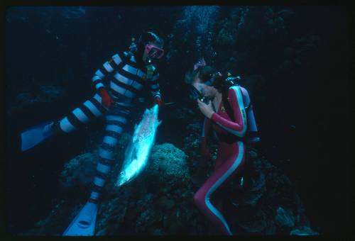 Valerie Taylor testing and disproving Walter Starck’s theory that mimicking a predator of sharks should deter them, by wearing a suit patterned like a banded sea snake.  