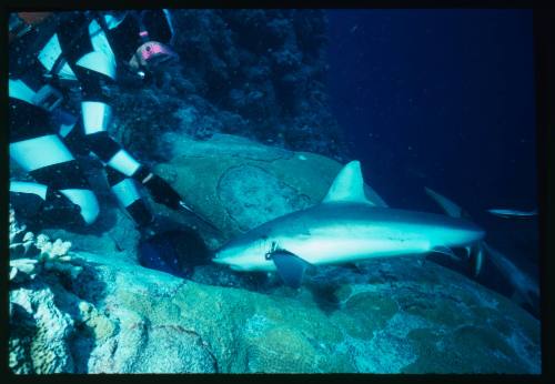 Valerie Taylor testing and disproving Walter Starck’s theory that mimicking a predator of sharks should deter them, by wearing a suit patterned like a banded sea snake.  