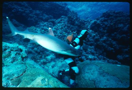 Valerie Taylor testing and disproving Walter Starck’s theory that mimicking a predator of sharks should deter them, by wearing a suit patterned like a banded sea snake.  