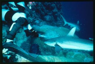 Valerie Taylor testing and disproving Walter Starck’s theory that mimicking a predator of sharks should deter them, by wearing a suit patterned like a banded sea snake.  