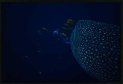 Whale shark and diver with camera