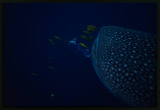 Whale shark and diver with camera