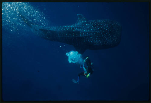 Birds eye view of whale shark and diver with camera