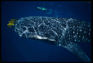 Whale shark swimming close to surface of water with diver