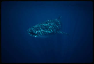 Whale shark swimming towards camera