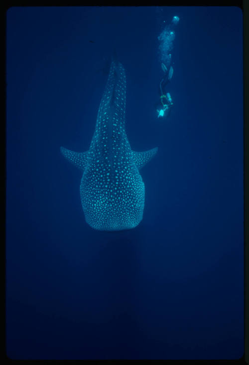 Birds eye view of whale shark and diver with camera