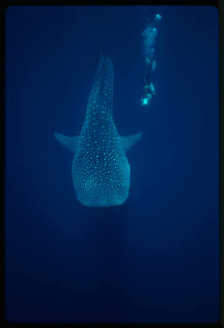 Birds eye view of whale shark and diver with camera