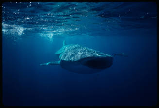 Whale shark swimming close to surface of water