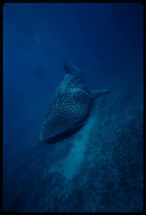 Whale shark swimming towards camera