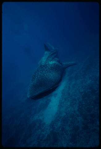 Whale shark swimming towards camera