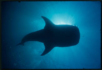 Silhouette of a whale shark