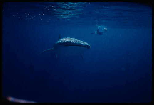 Whale shark near surface with diver