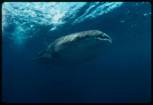 Whale shark swimming near surface of water