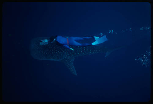 Diver swimming above a whale shark