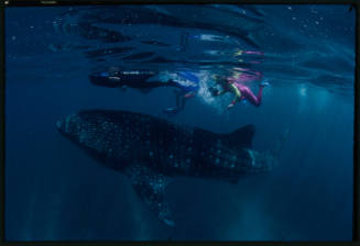 Whale shark and two divers near surface of water