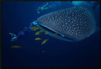 Whale shark and two divers with cameras