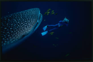 Head of whale shark and diver with camera