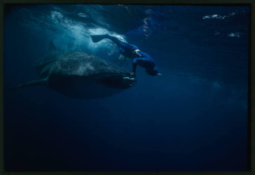 Whale shark with diver pointing camera inside its mouth