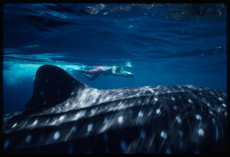 Whale shark and diver with camera swimming near surface of water