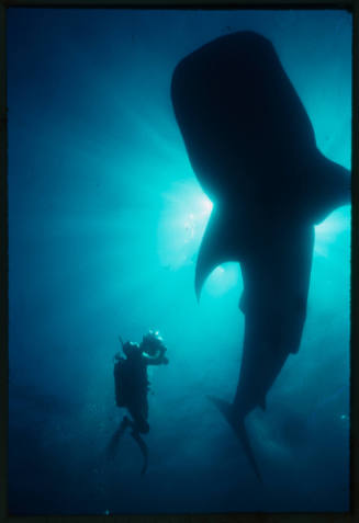 Silhouettes of a whale shark and a diver with camera