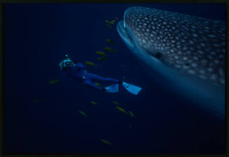 Head of whale shark and diver with camera