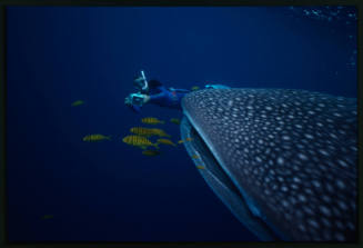 Mouth of whale shark and diver with camera