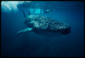 Whale shark and diver swimming near surface of water