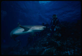 Shark and six divers