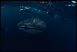 Whale shark near surface of water swimming towards camera