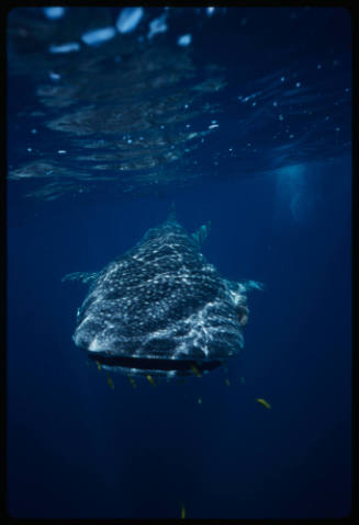 Whale shark swimming towards the area below the camera